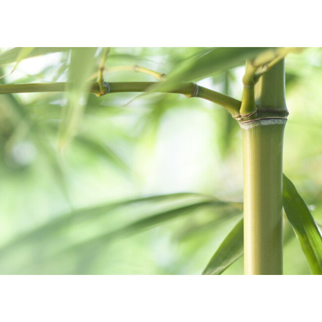Bamboo Comfort all season dekbed