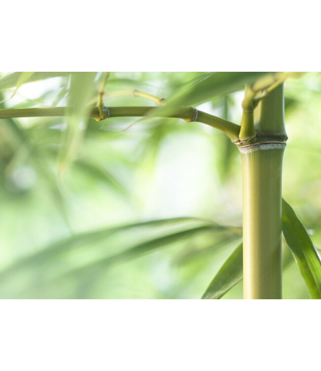 Bamboo Comfort all season dekbed