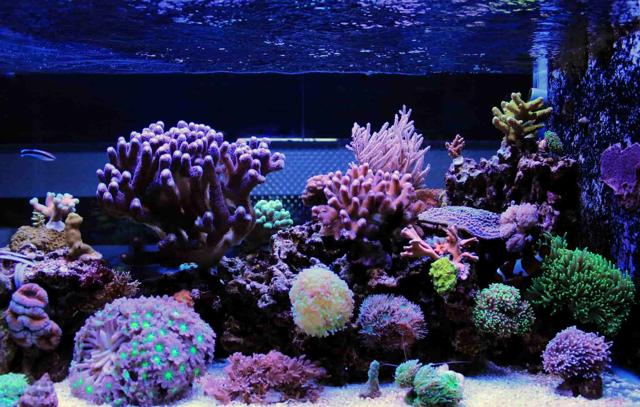 Quel éclairage LED choisir pour votre aquarium ?