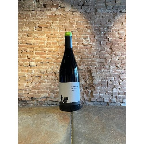 Weingut Pflüger - Pinot Noir Tradition 2020 Weingut Pflüger - Pinot Noir Tradition 2020