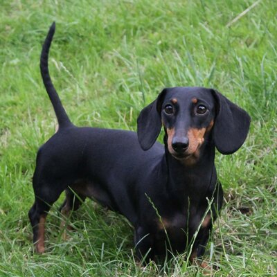 Producten voor dieren