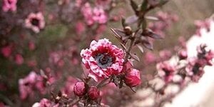 Korte samenvatting over Mãnuka-honing 