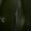 Hayabusa Apex Core Jiu-Jitsu Spats Heren – Groen