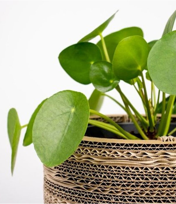 Kartent Cardboard Flower Pot and Plant Pot - Rose