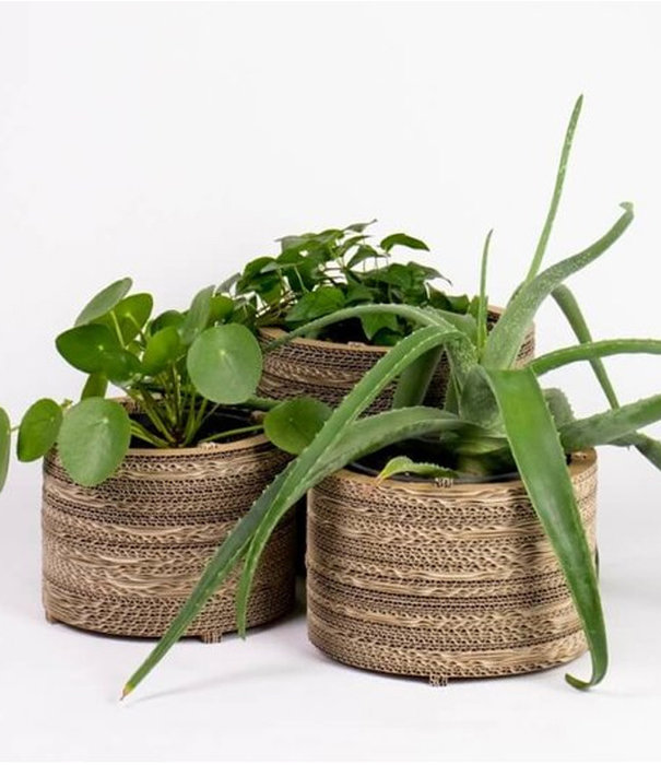 Kartent Cardboard Flower Pot and Plant Pot - Rose