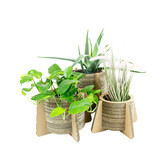 Cardboard Flower and Plant Pot with Feet - Daisy
