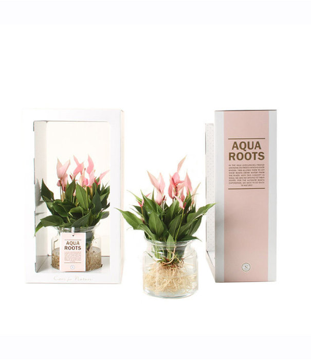 Fleurdirect Aqua Roots Lilli Anthurium