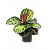 Calathea Rosea Picta