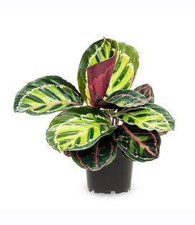 Calathea Rosea Picta