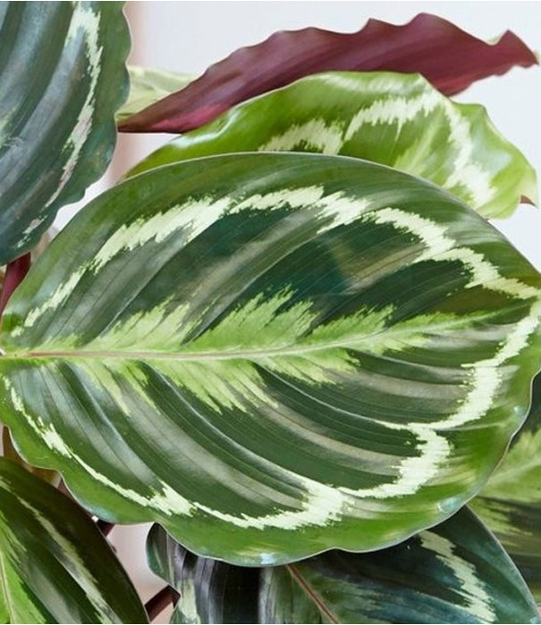 Fleurdirect Calathea Rosea Picta