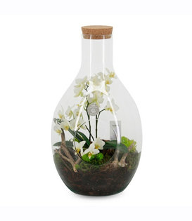 Orchidee Garden