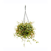 Peperomia Pepperspot Hangplant