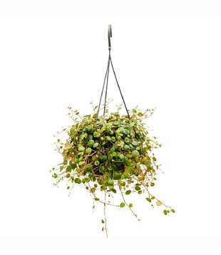 Peperomia Pepperspot Hanging Plant