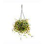 Peperomia Pepperspot Hanging Plant