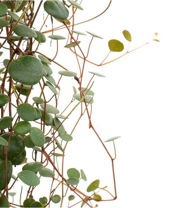 Fleurdirect Peperomia Pepperspot Hangplant