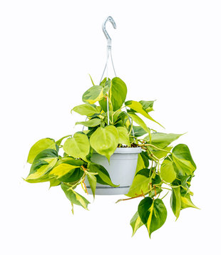 Philodendron Scandens Brasil