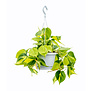 Philodendron Scandens Brasil