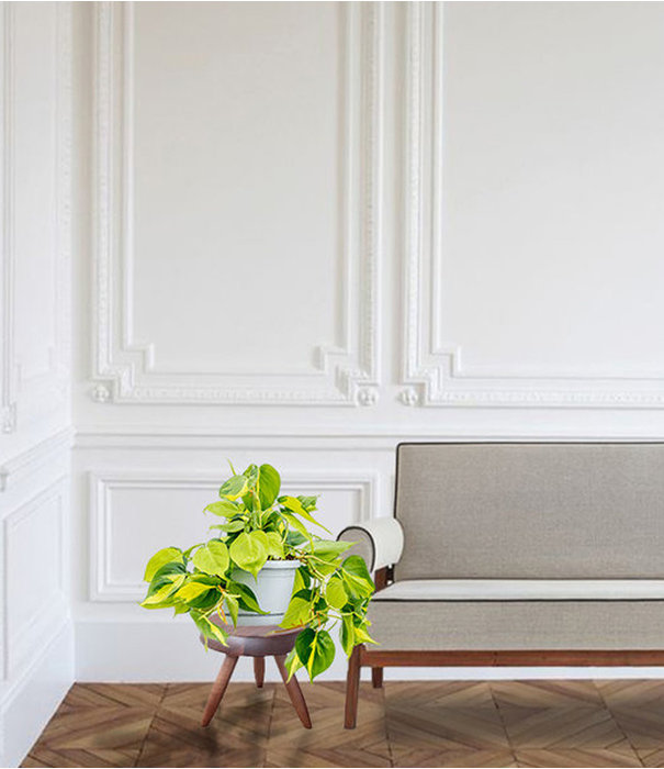 Fleurdirect Philodendron Scandens Brasil