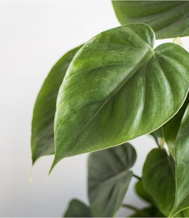 Fleurdirect Philodendron Scandens Brasil