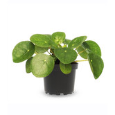 Pilea Pancake Plant