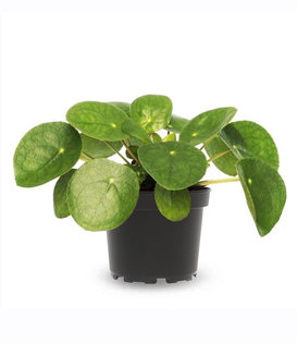 Pilea Pancake Plant