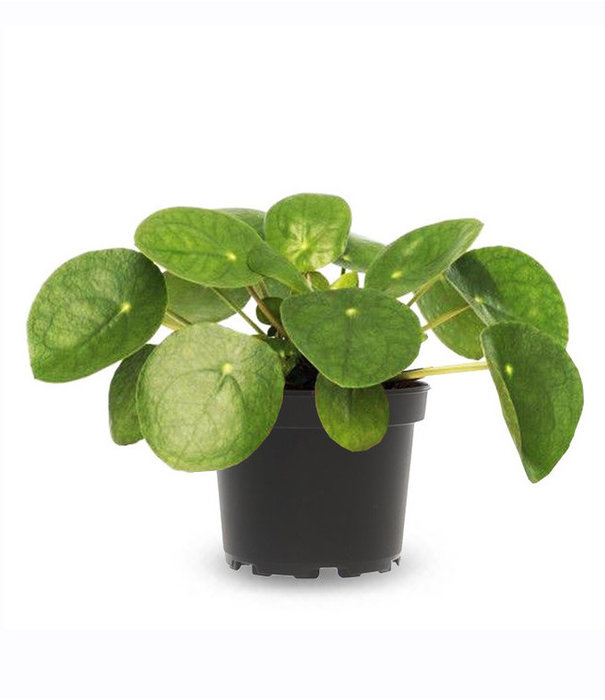 Fleurdirect Pilea Pannenkoekenplant