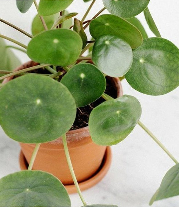 Fleurdirect Pilea Pannenkoekenplant