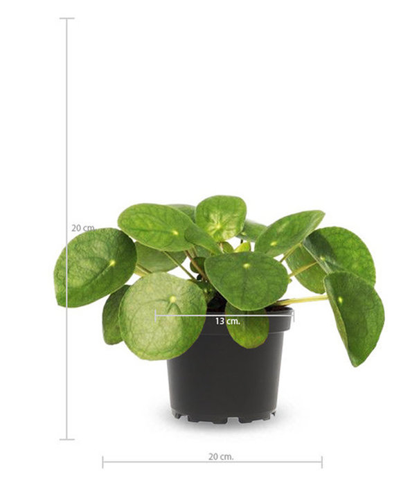 Fleurdirect Pilea Pannenkoekenplant