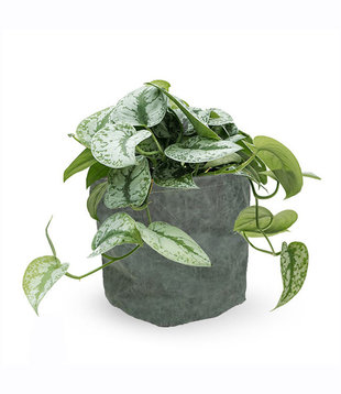 Scindapsus Spikkel in Juna Blue