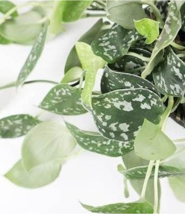 Fleurdirect Scindapsus Spikkel in Juna Blue