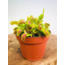 Venus vliegenval "groot" | ø 12 cm x ↕ 10 cm