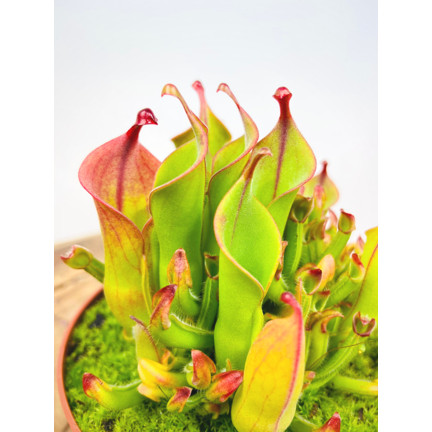 Zonnebekerplant (Heliamphora)