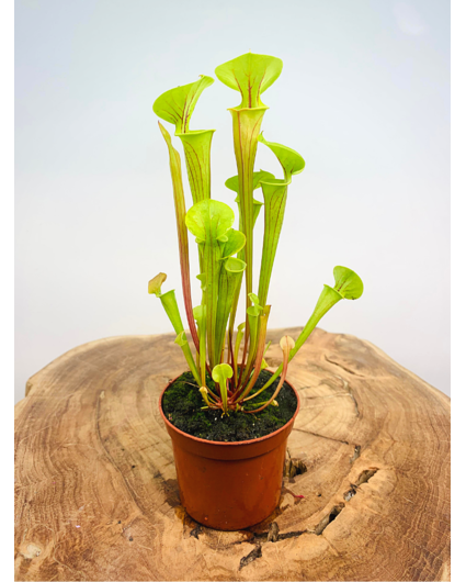 Trompetbekerplant "Flava" | ø 8,5 cm x ↕ 25 cm