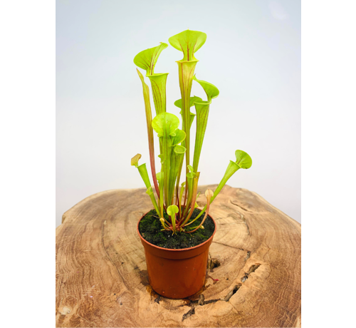 Trompetbekerplant "Flava" | ø 8,5 cm x ↕ 25 cm
