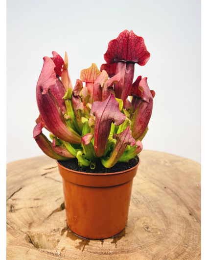 Trompetbekerplant "Maroon" |  ø 8,5 cm x ↕ 15 cm