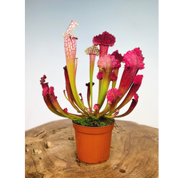 Trompetbekerplant "Juthatip Soper" | ø 8,5 cm x ↕ 15 cm