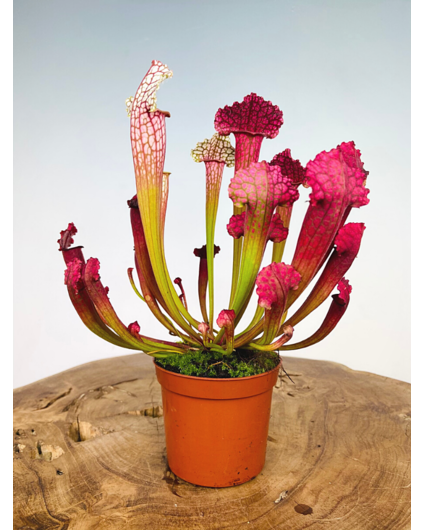 Trompetbekerplant "Juthatip Soper" | ø 8,5 cm x ↕ 15 cm