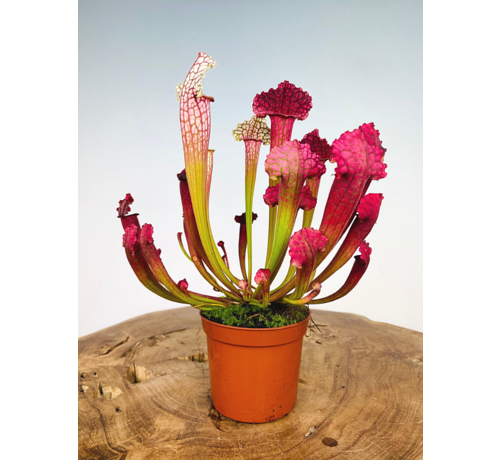 Trompetbekerplant "Juthatip Soper" | ø 8,5 cm x ↕ 15 cm