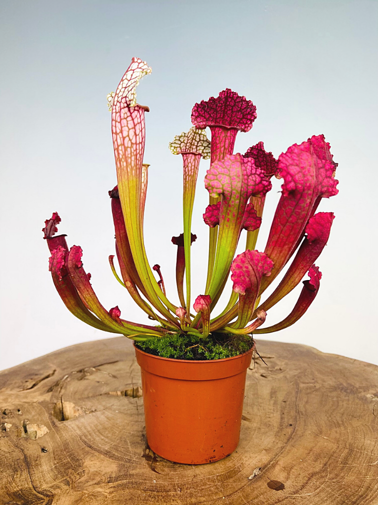 Trompetbekerplant "Juthatip Soper" | ø 8,5 cm x ↕ 15 cm