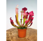 Trompetbekerplant "Juthatip Soper" | ø 8,5 cm x ↕ 15 cm