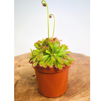 Zonnedauw '"Aliciae" | ø 8,5 cm x ↕ 5 cm