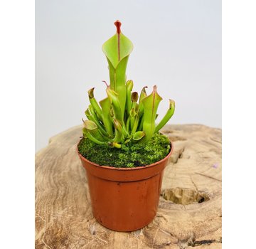 Zonnebekerplant | ø 8,5 cm x ↕ 15 cm