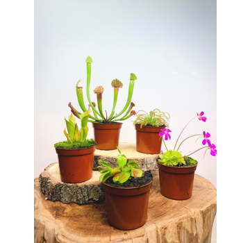 Kneusjes mix - 5 stuks - NU in de SALE