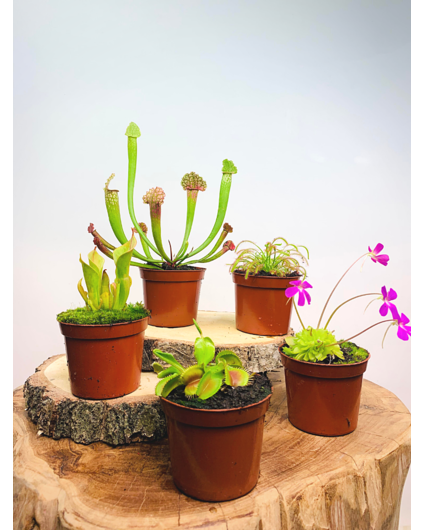 Kneusjes mix - 5 stuks
