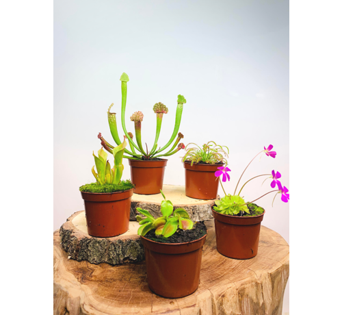 Kneusjes mix - 5 stuks - SALE