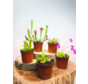 Kneusjes mix - 5 stuks - SALE