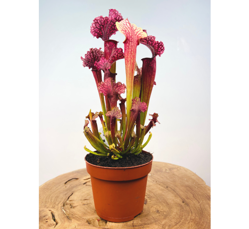 Trompetbekerplant "Judith" - groot | ø 12 cm x ↕ 30 cm