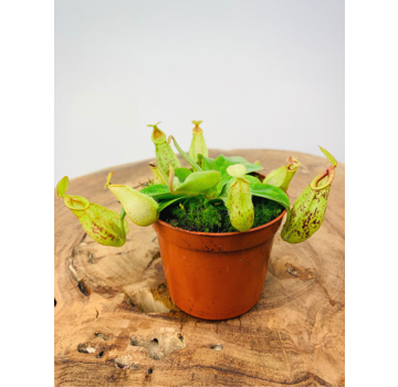 Bekerplant "Hookeriana" | ø 8,5 cm x ↕ 5 cm