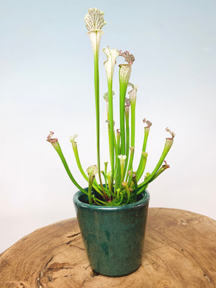 Plantenpot "Huub" - Dark Green | 8,5cm