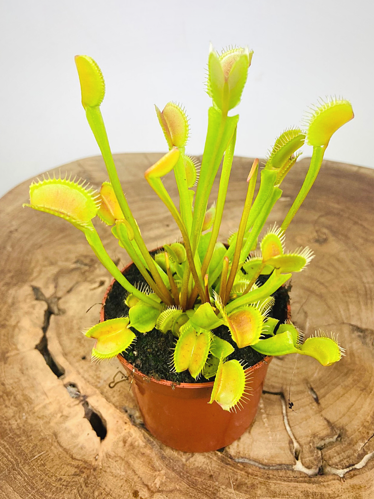 Venus vliegenval - "Fly Trap" | ø 8,5 cm x ↕ 10-15 cm